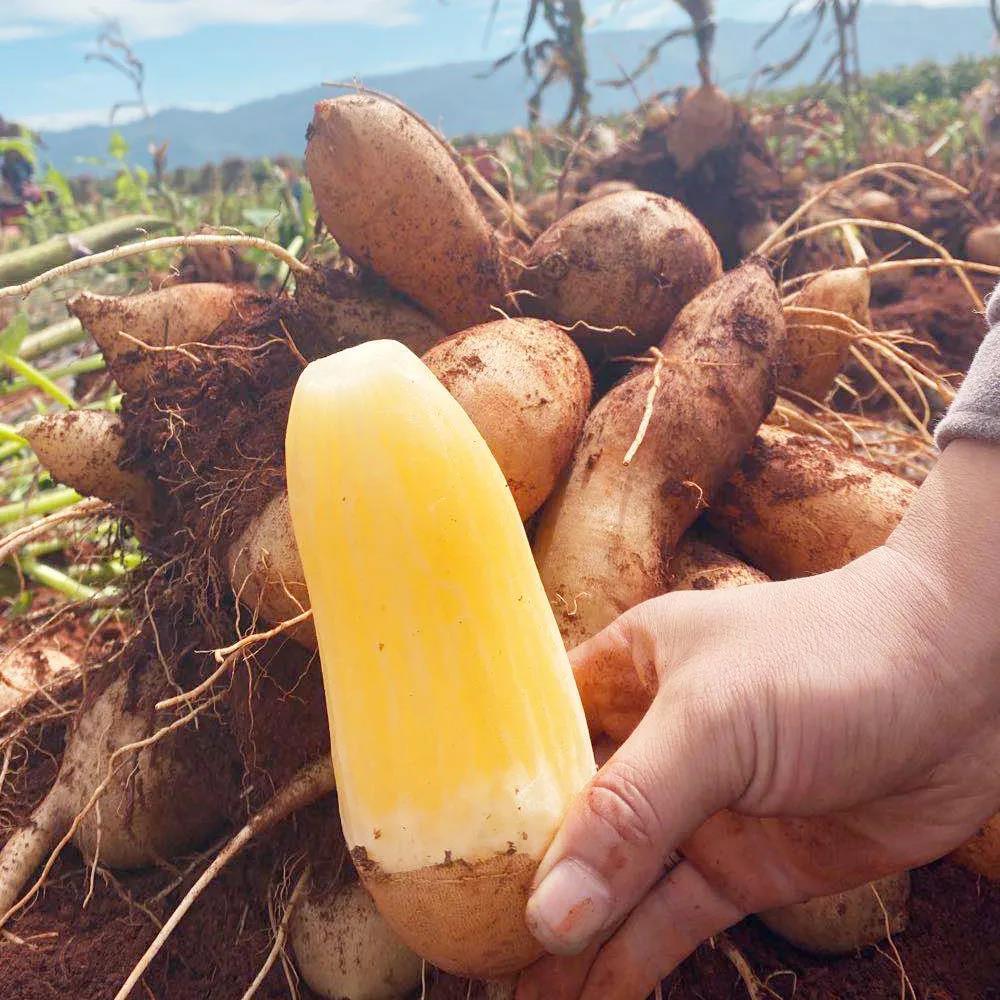 云南天山正宗雪莲果现挖水果新鲜当季黄心一整箱批发2斤小果断裂果