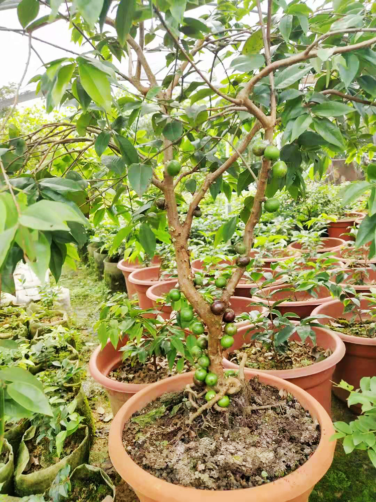 柒悦栖嘉宝果树红妃四季早生艾斯卡果苗正宗树葡萄大沙巴带花带果大