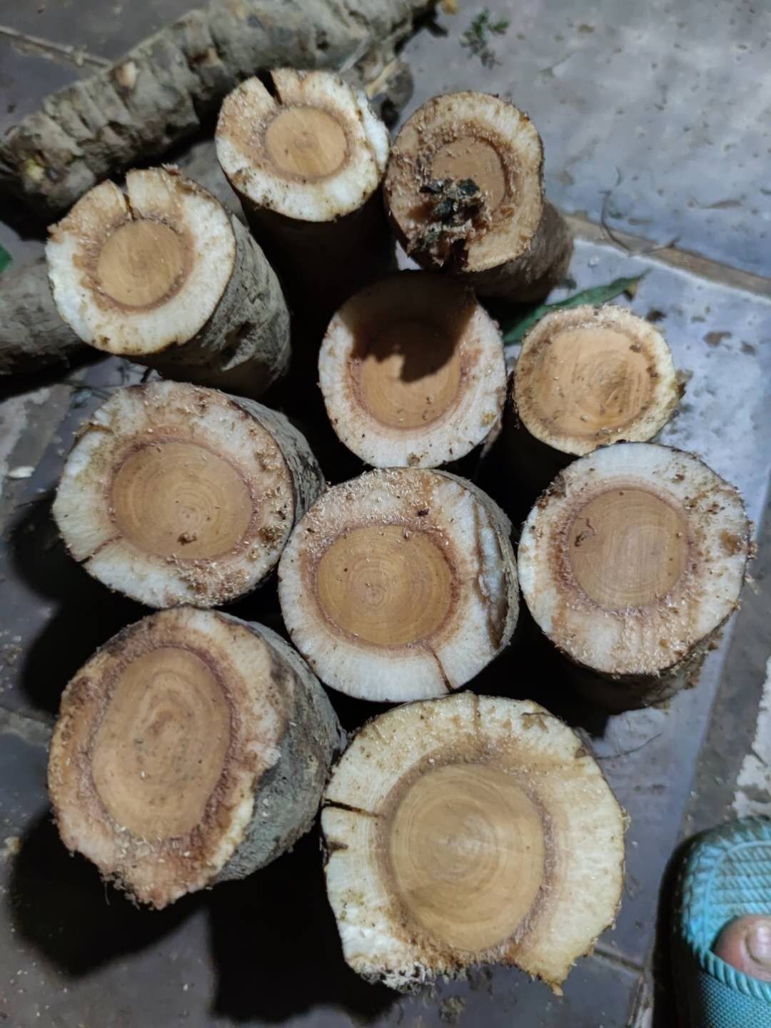 散结猫尾薯猫尾木树猫尾树根新鲜500克【图片 价格 品牌 报价】-京东