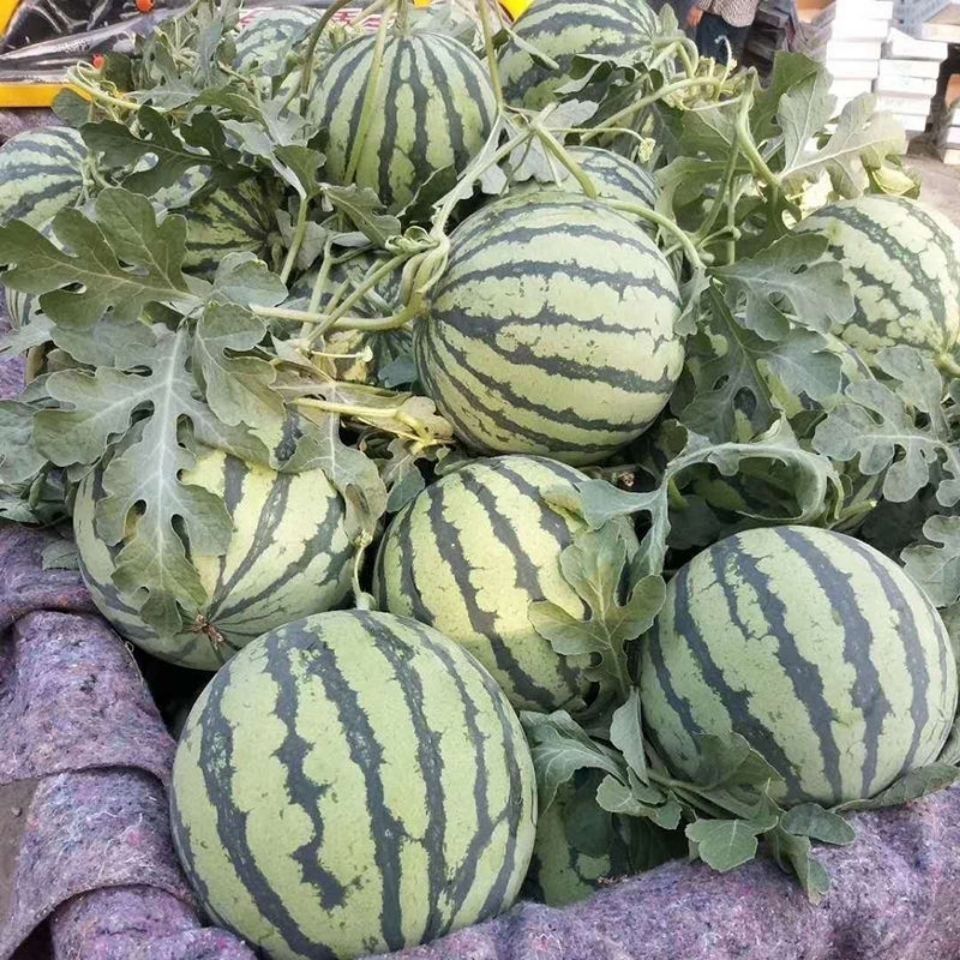 8424冰糖麒麟西瓜当季薄皮西瓜孕妇薄皮甜脆 3-4斤小瓜【体验装】