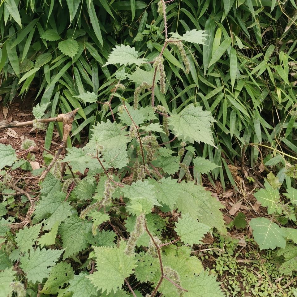 新鲜野生红杆荨麻草红活麻红霍麻草咬人草白豁麻绿杆荨麻草新鲜红杆