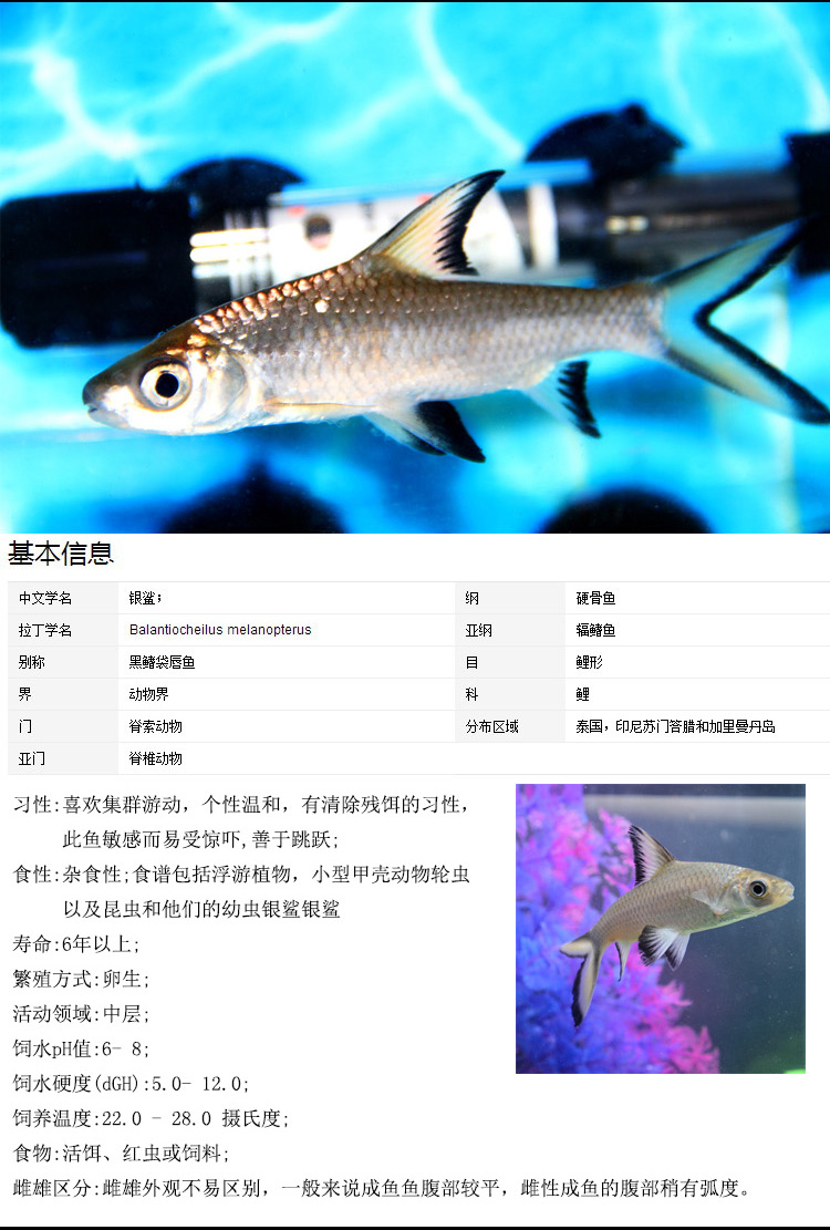 荣郁 活体观赏鱼淡水鲨鱼银鲨虎鲨成吉思汗鲨鲨鱼鱼苗肉食性鱼类鲨鱼