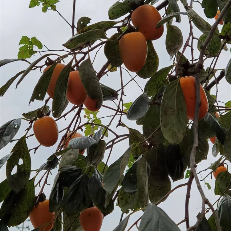 媚調現摘浙江紅彤柿秋季時令新鮮黃水果農家天然大甜軟尖柿溫嶺長柿子