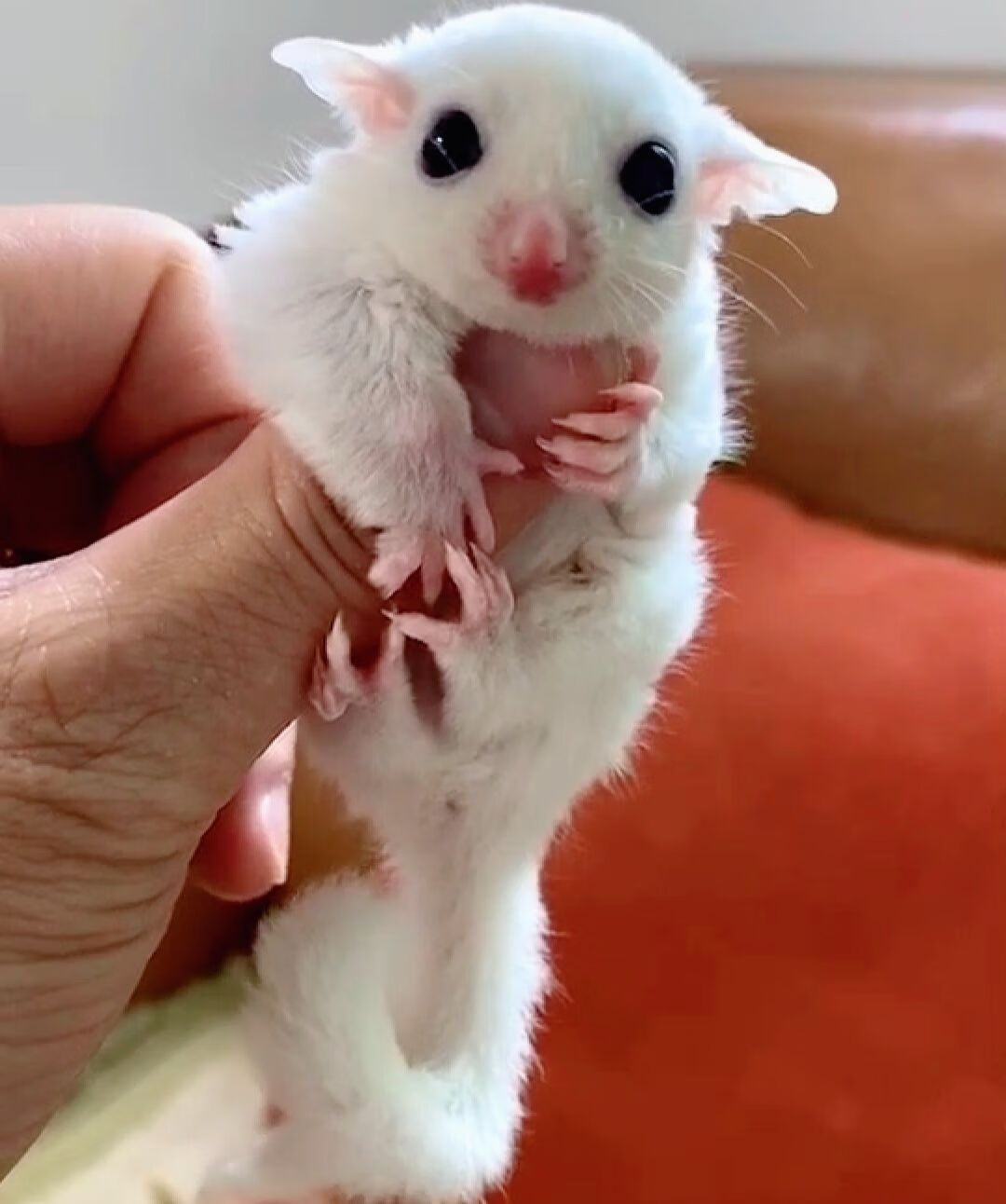 网红蜜袋鼯活体小型宠物飞鼠澳洲蜜袋鼯幼崽蜜袋宝宝滑翔飞手宠物