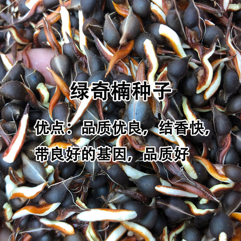 nsour奇楠沉香树苗沉香种仔奇楠沉香种子名贵树种白奇楠绿奇楠发芽率
