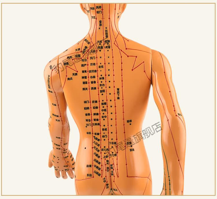 政河针灸穴位人体模型经络穴位模特图全身中医十二铜人扎针小皮人穴位