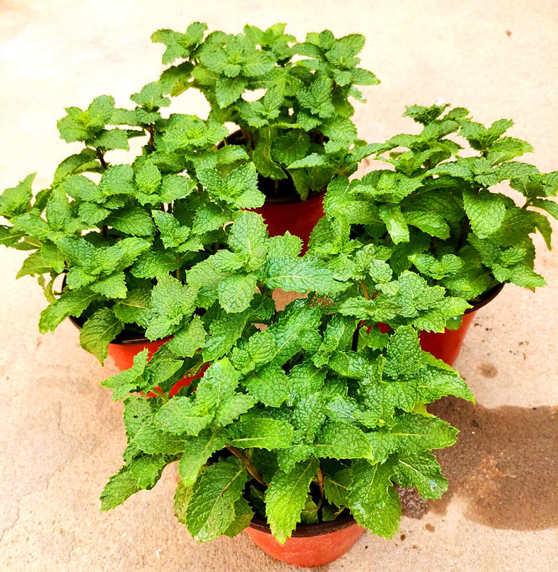 猫草已种好高质量紫花白花猫薄荷草盆栽猫草成品种籽子营养土壤 白纹