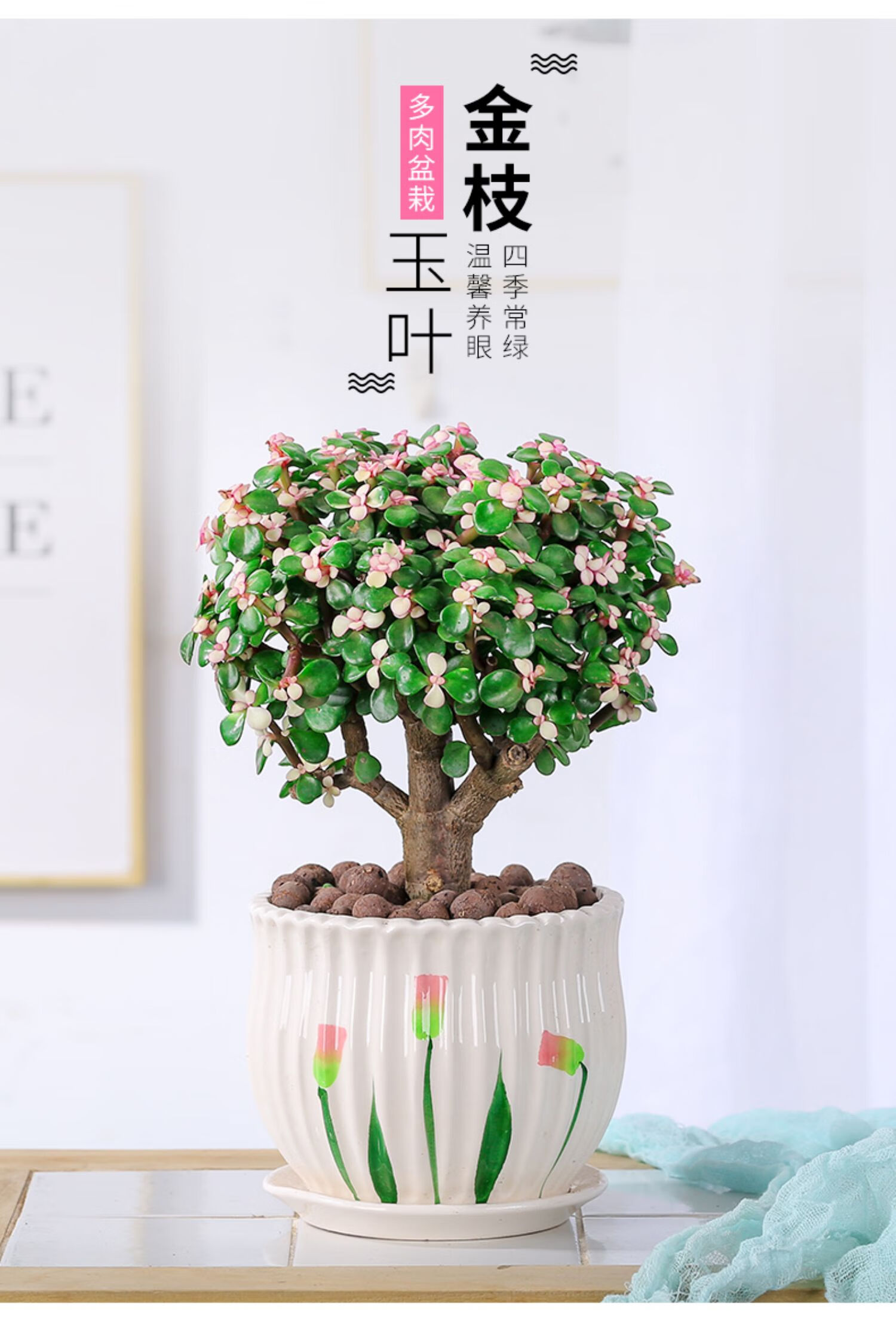 金枝玉叶盆栽老桩造型多肉植物室内花卉雅乐之舞稀有品种肉肉盆景 3年