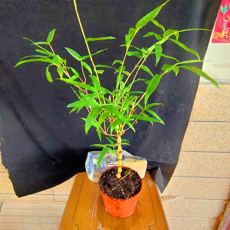 正宗台湾内门竹子盆栽红观音竹红寒竹朱竹苗漂亮金丝佛肚竹葫芦竹苗佛