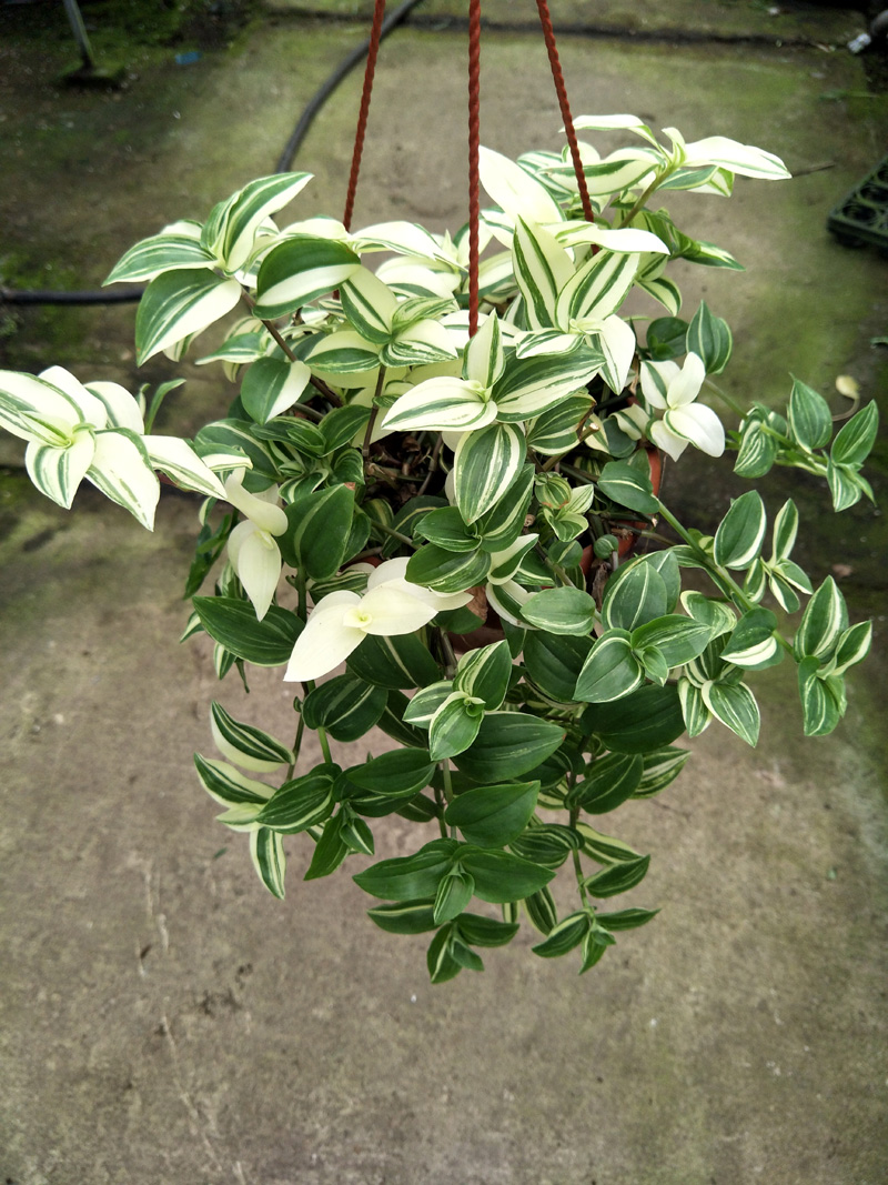 花叶吊竹梅花叶吊兰鸭趾吊兰原盆带吊盆发货虎雀