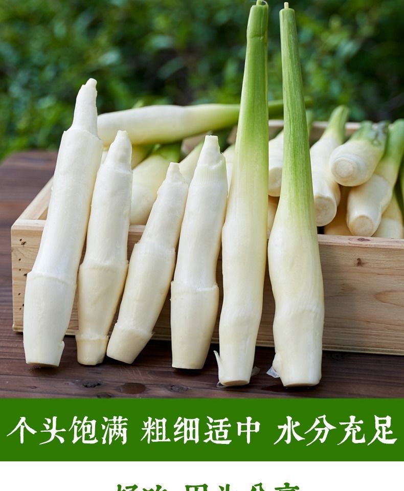 种现摘茭白时令鲜嫩蔬菜茭瓜高笋水笋 4斤新鲜带皮茭白(保温箱 冰袋)
