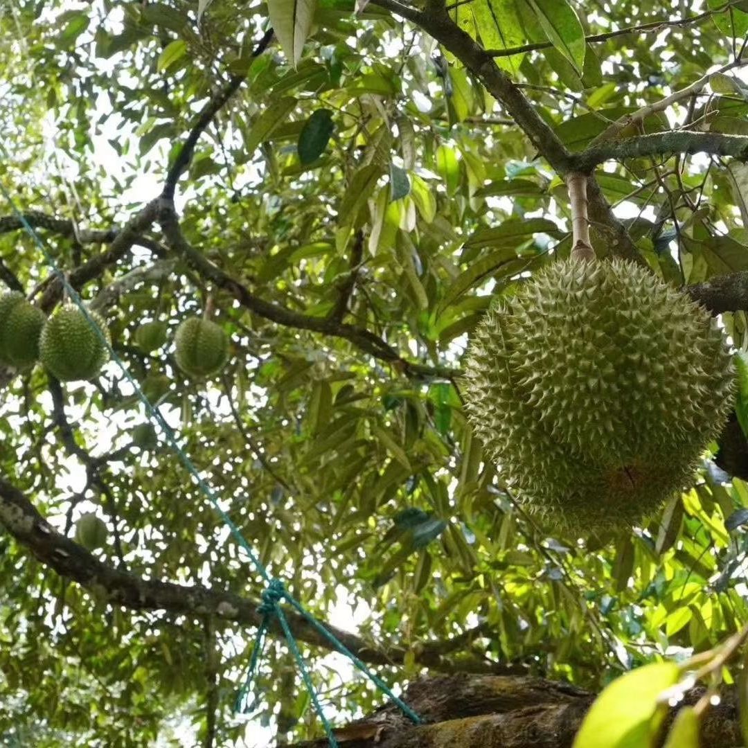 泰国榴莲金枕头托曼尼甲仑长柄猫山王新鲜热带当季水果现货创果 4-5斤