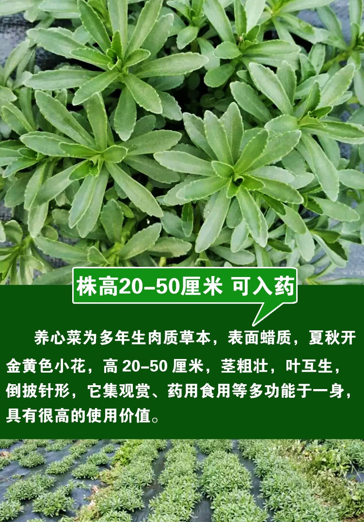 颜集卉养心菜种子四季养心菜籽菜救心菜籽易活盆栽阳台野菜蔬菜种子养