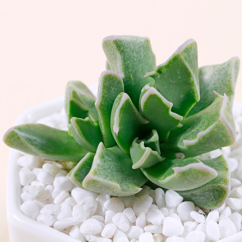 红怒涛丑八怪多肉植物盆栽银边四海波室内好养稀有天女唐扇老桩 红