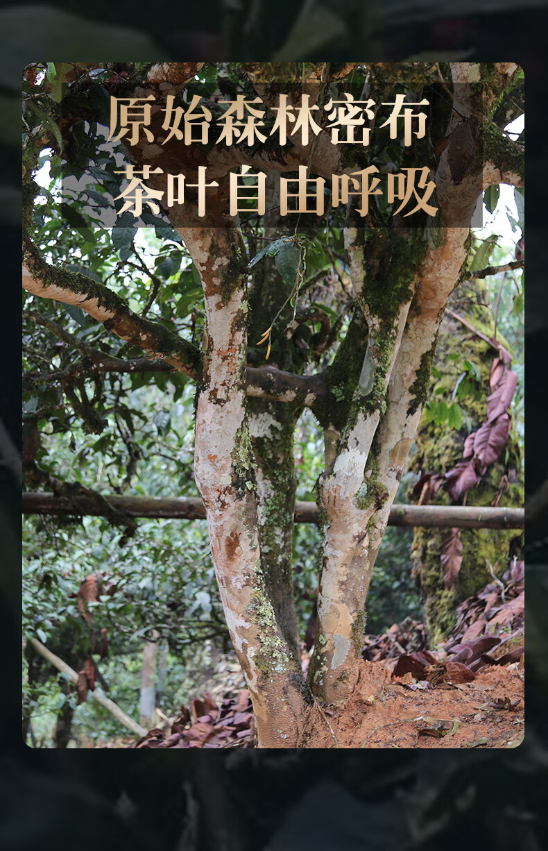 普洱茶生茶五星百花潭古树茶357克茶者茶叶