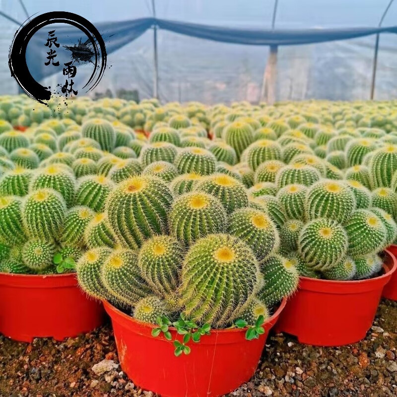 盆栽办公室防辐射多头植物绿植花卉 金冠群生(10-12公分原盆)【图片