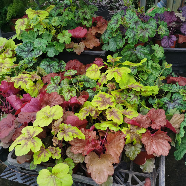 矾根永恒紫 不含盆【图片 价格 品牌 报价】-京东