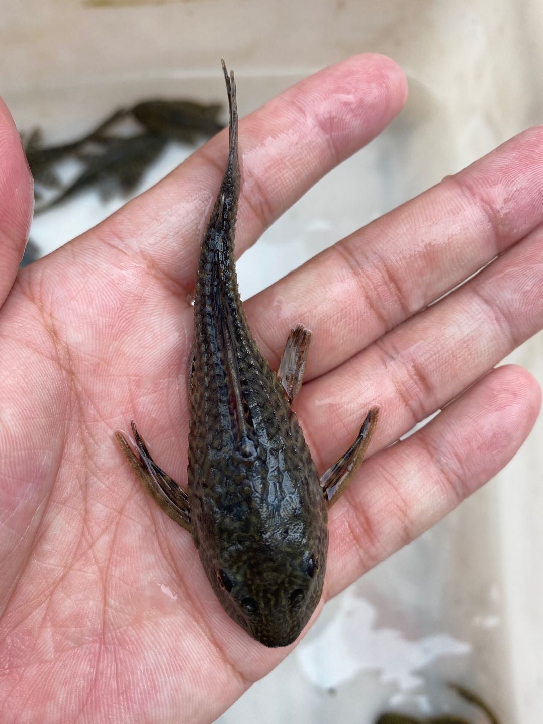 清道夫观赏鱼冷水淡水鼠鱼清洁工热带活体新手好养鱼吃青苔清道夫 9