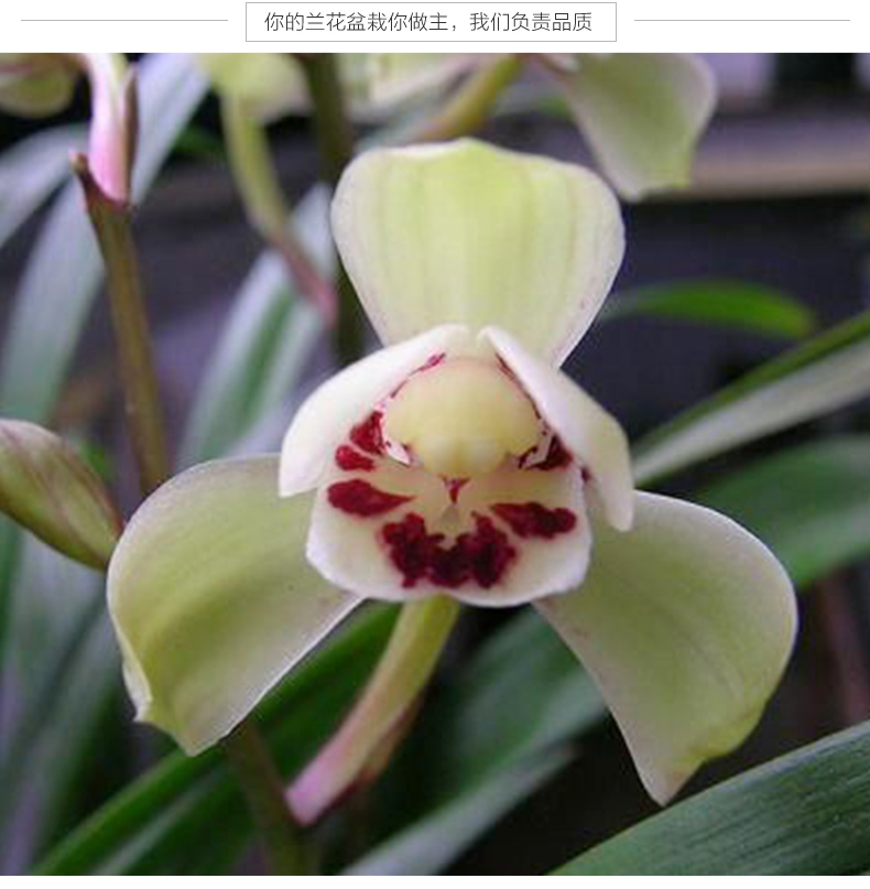 七抒刘阁兰花 建兰四季兰花苗 荷王 荷瓣黄花浓香 夏带花苞出售 精品