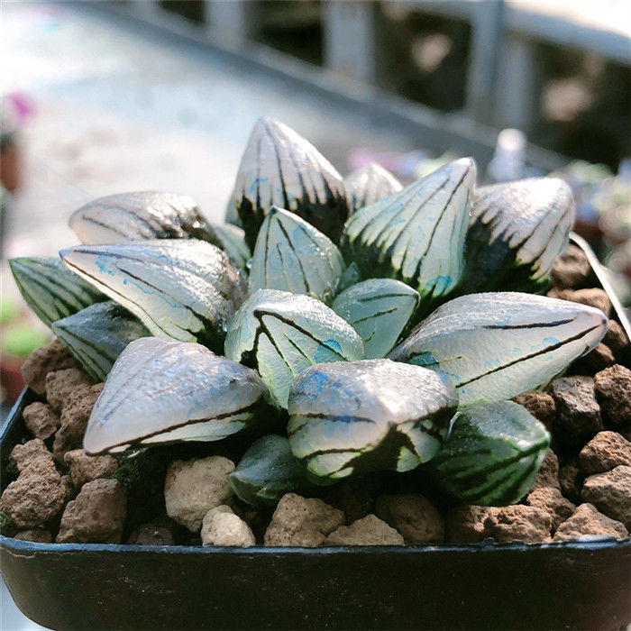 精品西瓜寿十二卷多肉植物盆栽背窗玉露寿透明肉肉植物绿植花卉西瓜寿5 7cm 陶瓷盆栽好发货裸根不带土 图片价格品牌报价 京东