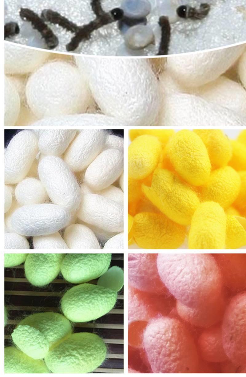 伟博蚕宝宝活体爬行幼虫大号一二三四五龄彩茧蚁蚕学生养蚕套装卵 白