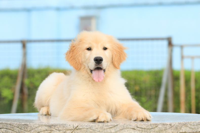 懿宠优选金毛幼犬纯种金毛寻回犬活体宠物狗狗幼崽 线上交易签订正规