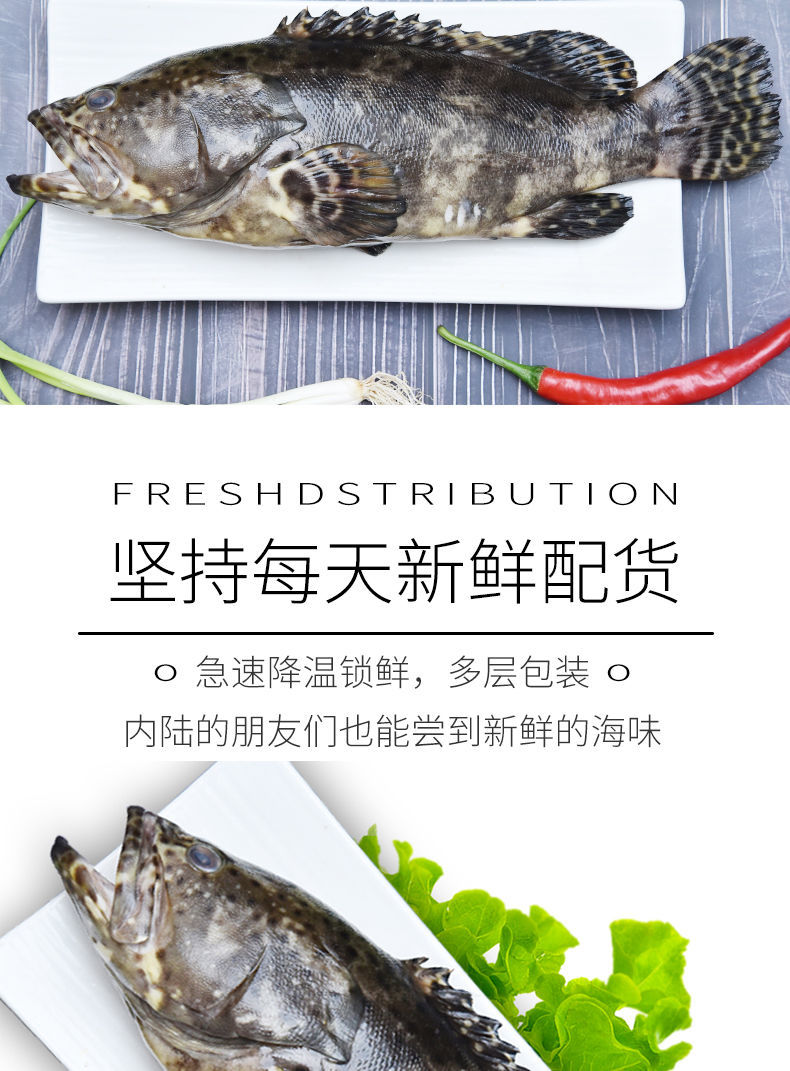 好物推荐鲜美惊大龙胆石斑鱼13斤一条海鲜水产鲜活