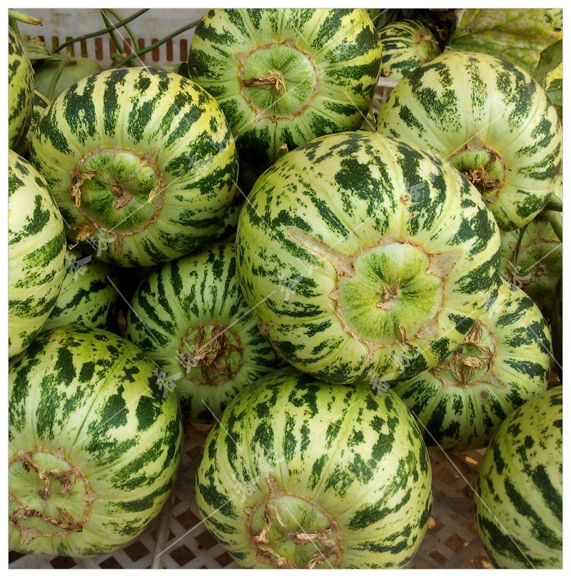 京丰花皮豹点甜瓜种子花妮杂交八里香脆肉香瓜花蕾薄皮水果种籽花妮5