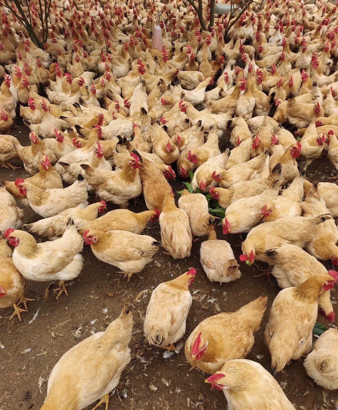 顺丰发货脱温鸡活苗大种肉鸡k9线鸡阉鸡活体九斤红大公鸡黑鸡麻鸡土鸡