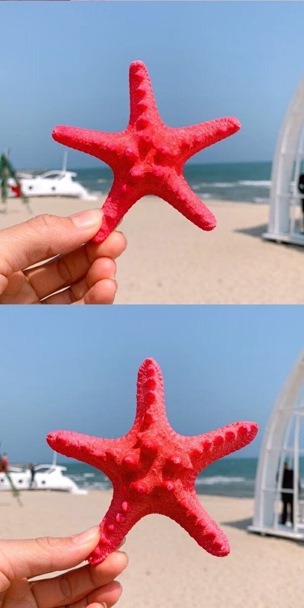 天然海星小孩礼物大霸王海星彩色海星海边小礼物家居地台贴墙装饰品