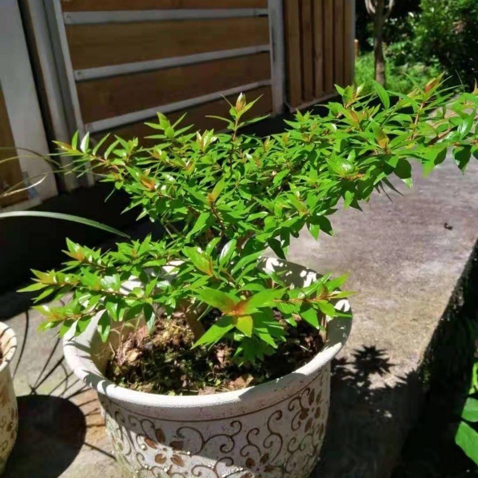 轻奢涞思芊精品水杨梅细叶水团老桩微盆景花卉奇形怪桩水培河沙栽种 5