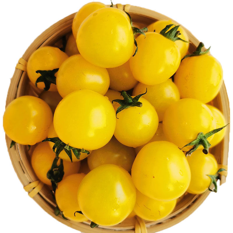 【顺丰】黄色小番茄夏日阳光新鲜水果圣女果小柿子千禧果番茄 黄色