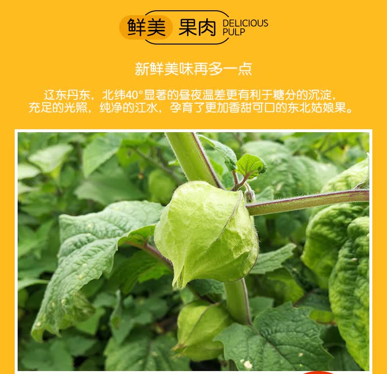 东北姑娘果5斤新鲜彩虹灯笼果菇娘黄姑娘果姑鸟整箱水果