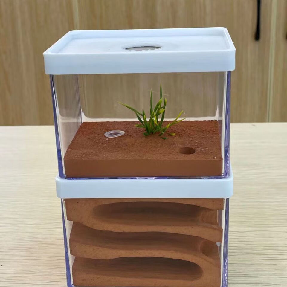 润华年 蚂蚁巢穴双层巢宠物城堡工坊窝石膏巢 蚁巢 日本弓背蚁1后100