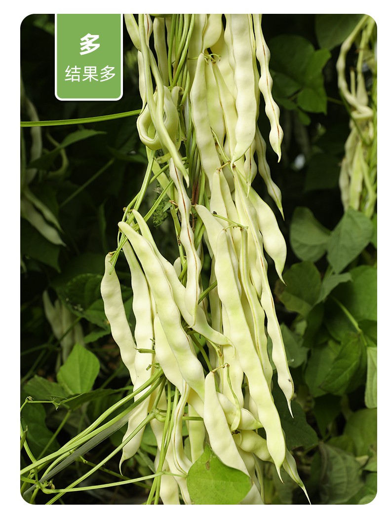 种籽子农家搭架豇豆九粒白不老四季盆栽豆角种扁豆秧苗 九粒白芸豆苗