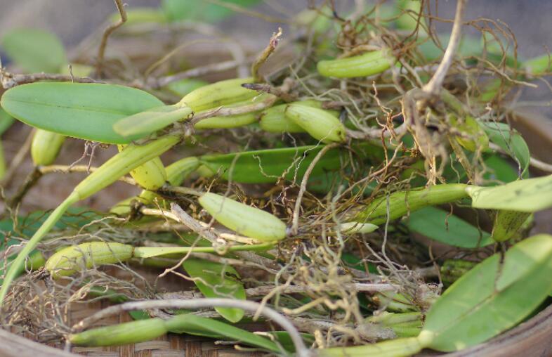 【现货】石橄榄 新鲜石仙桃 石岩珠煲汤炖汤食材 广式 单叶中大号500g