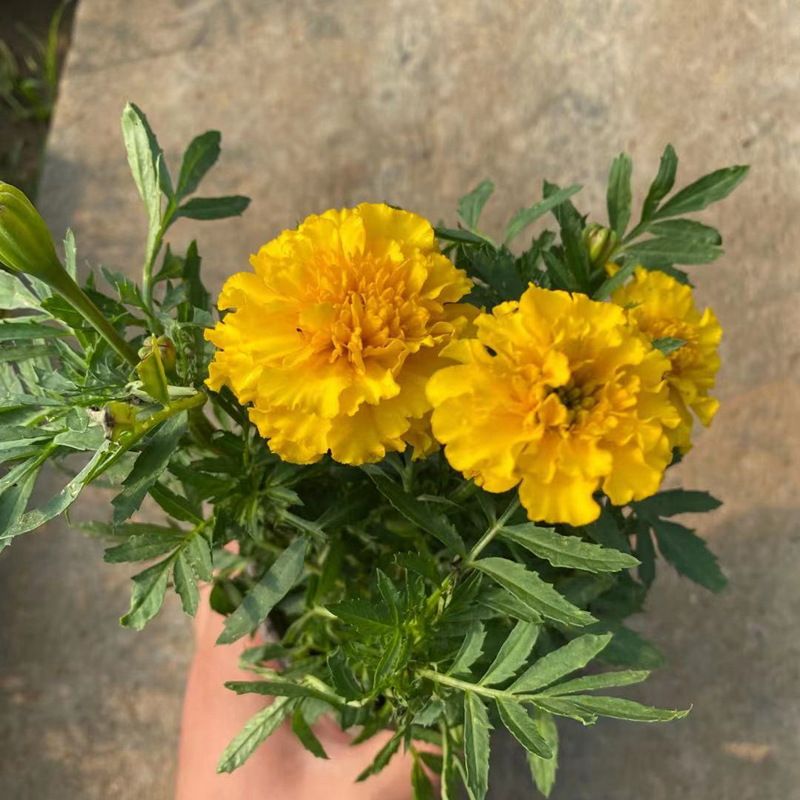 孔雀草矮生重瓣万寿菊带花庭院易活易种花卉盆栽四季开花植物孔雀草