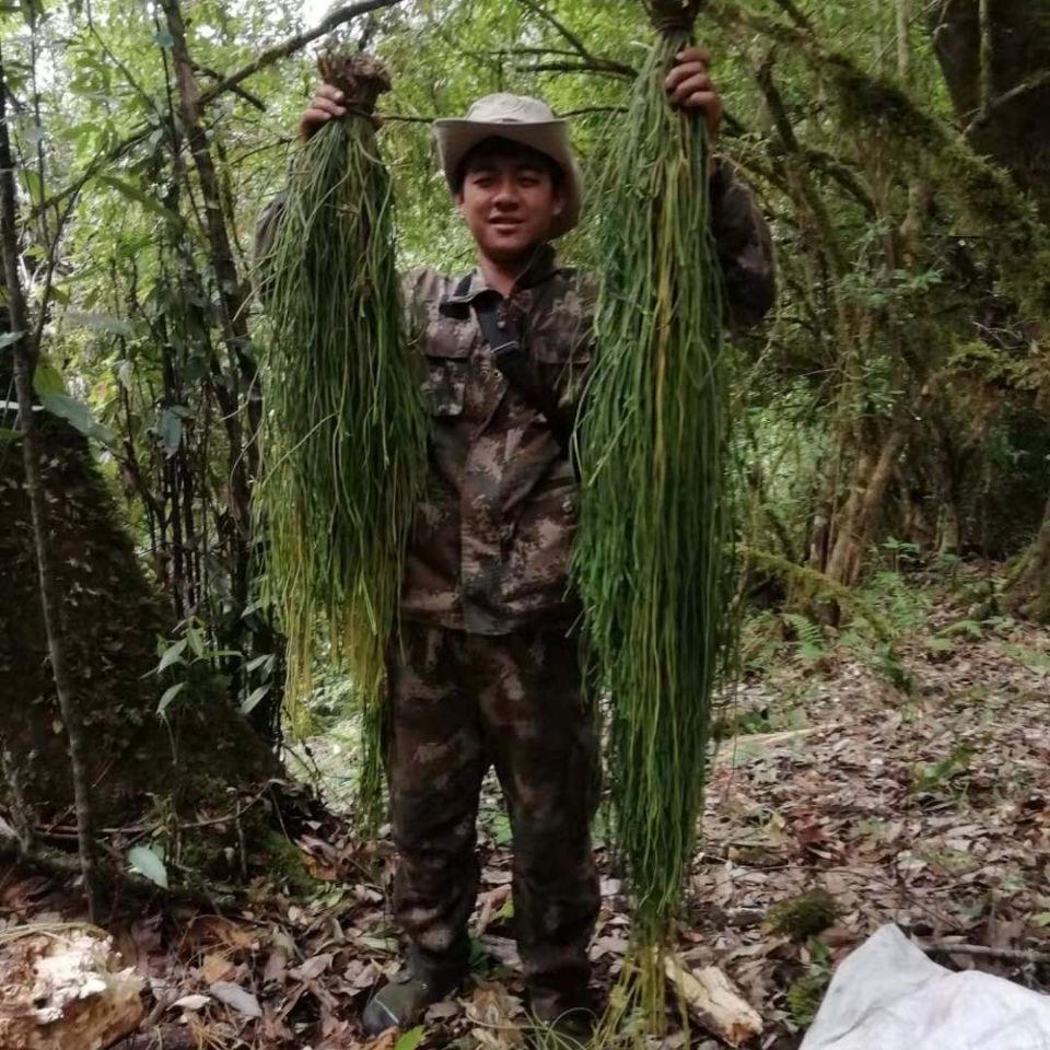 马尾千金草产地图片