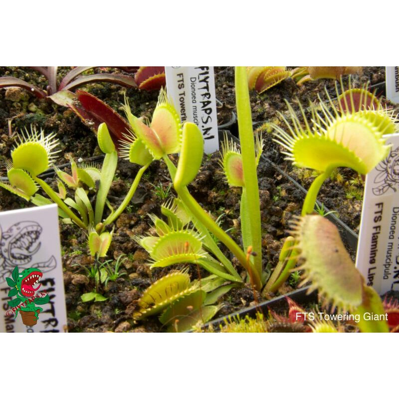 京选推荐铁塔巨人捕蝇草种好发货巨型大型大嘴直立巨夹捕蝇草食人花