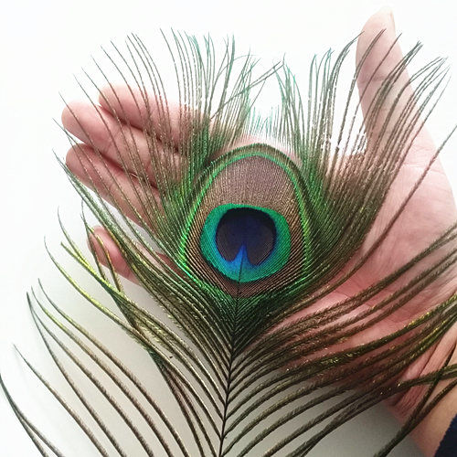 睿爸真孔雀羽毛大眼睛diy饰品家居摆设孔雀翎尾饰品家居摆设客厅花瓶