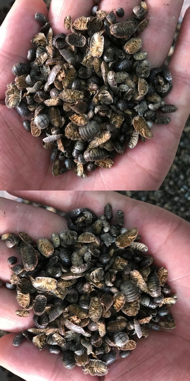 中药材 鼠妇虫 精选纯净货 潮虫 地虱 鼠负 鼠姑 500克【图片 价格