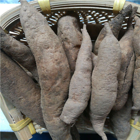 伟博宝天曼天冬新鲜天门冬天冬泡酒新鲜货中材 一斤【图片 价格 品牌