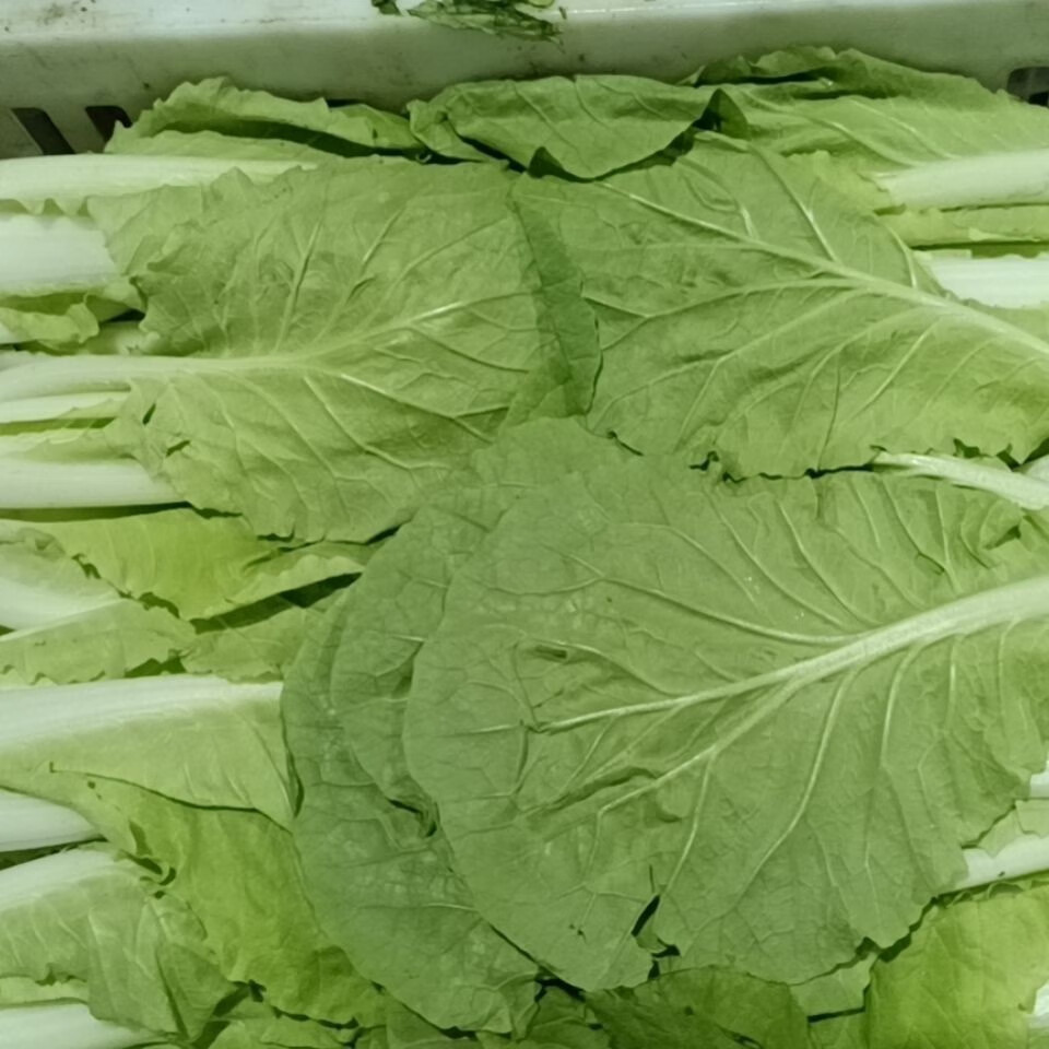 小白菜 新鲜快菜 云南高原小青菜 农家自种 产地现摘现发新鲜蔬菜 二