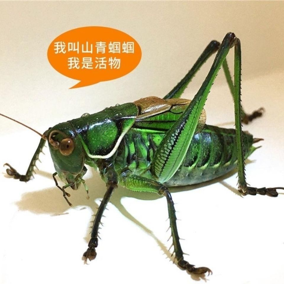 伟博蝈蝈活体虫新托活体铁皮蝈蝈山青蝈蝈翠绿蝈蝈【嘉万滋补】 山青