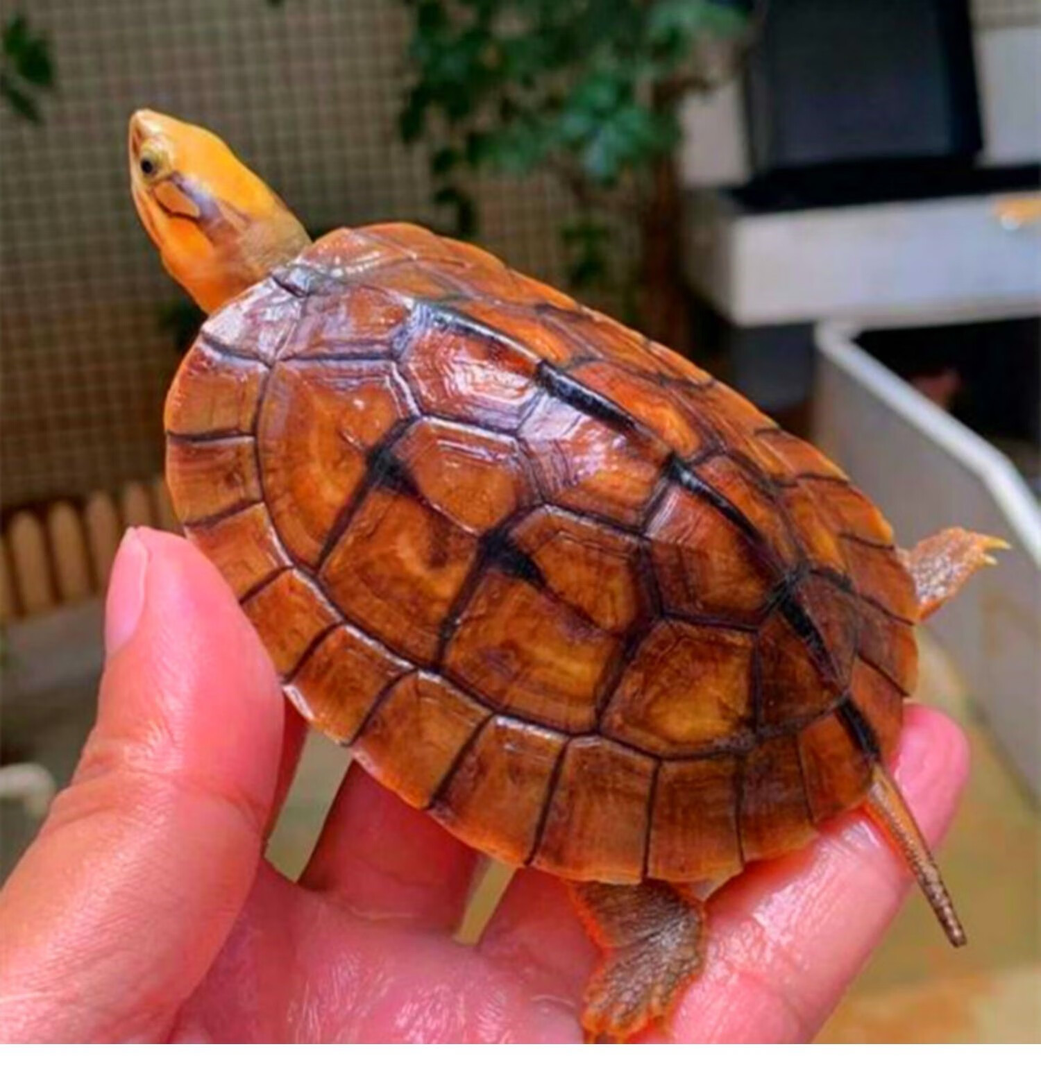 纯种南石北石龟大乌龟稀有宠物活体观赏龟苗 下蛋种龟 两公三母繁殖组