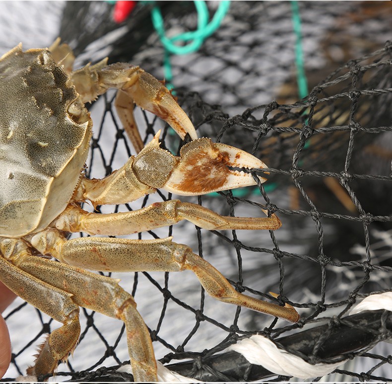 日本螃蟹笼网海用加重鱼网加粗捕蟹网子淡水渔网虾网弹簧笼渔具 螃蟹