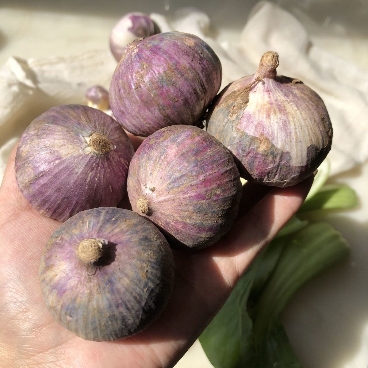 【现挖鲜蒜】云南大理紫皮独头蒜新鲜大蒜紫皮蒜湿蒜农家蒜1-5斤 小果