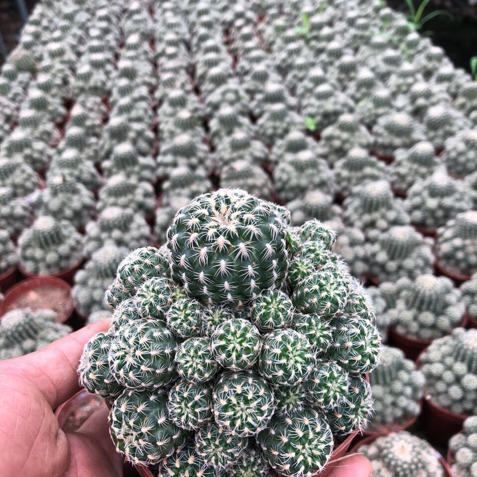 开花罗星丸仙人球裸萼球属群生多头易群花阳台盆栽多肉植物 黄金荷花