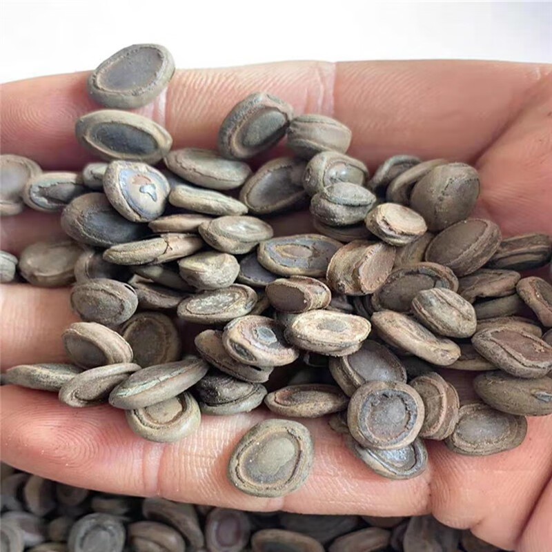 猴枣中药材 猴子枣猴丹羊肠枣申枣5克包化验马宝狗宝牛黄【图片 价格