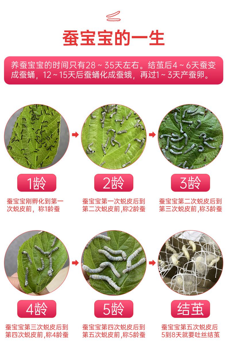 蚕宝宝活物学生养蚕套装喂蚕桑叶新鲜巨型蚕卵春蚕籽养蚕虫1234龄 1龄
